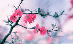 گل های بهاری